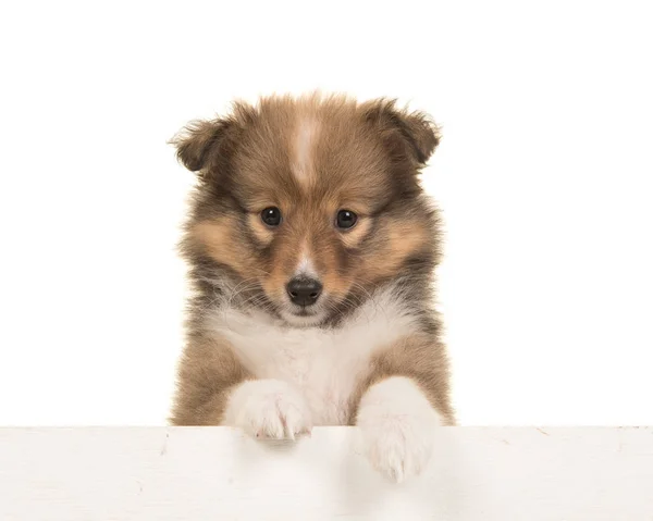 Niedliche Shetland-Schäferhund-Welpen-Porträt hängt über einem weißen Rand — Stockfoto