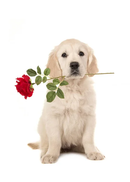 Bonito cachorrinho loiro golden retriever com uma rosa vermelha em sua boca — Fotografia de Stock