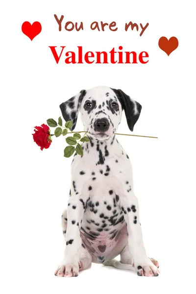 Szczeniak Dalmacji z czerwona róża, a ty jesteś mój tekst Valentine — Zdjęcie stockowe