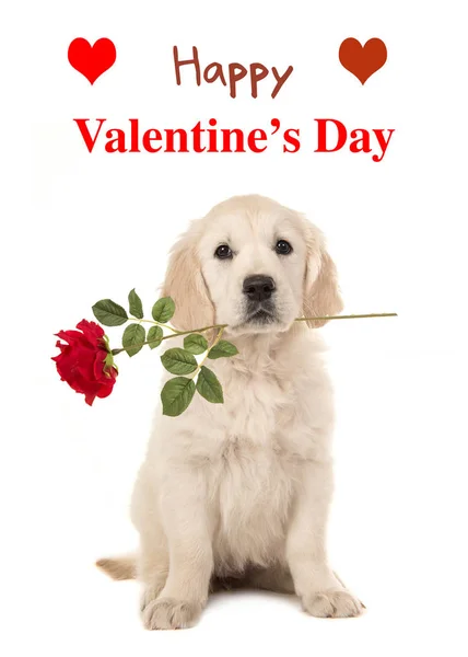 Złoty Retriever z czerwoną różę i szczęśliwy Valentine's Day — Zdjęcie stockowe