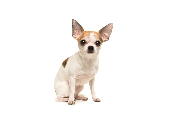 Chihuahua cão sentado de frente para a câmera — Fotografia de Stock