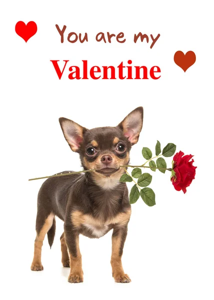 Brown Chihuahua hund med en röd ros och du är min Valentine text — Stockfoto