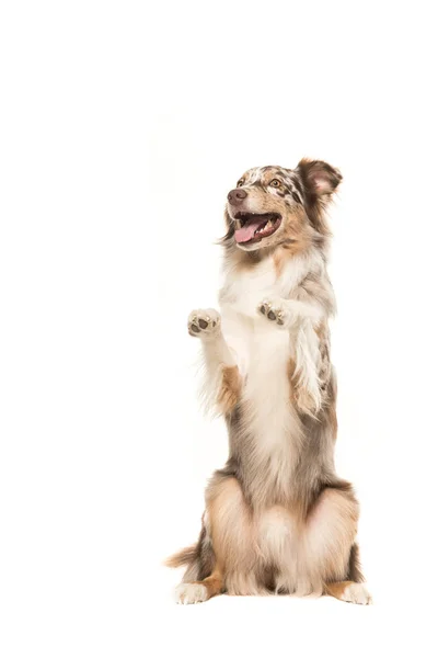 Divertido perro pastor australiano mendigando sobre un fondo blanco —  Fotos de Stock