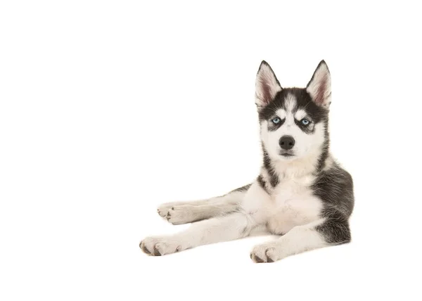 Husky puppy with two blue eyes lying on the floor — Stock Photo, Image