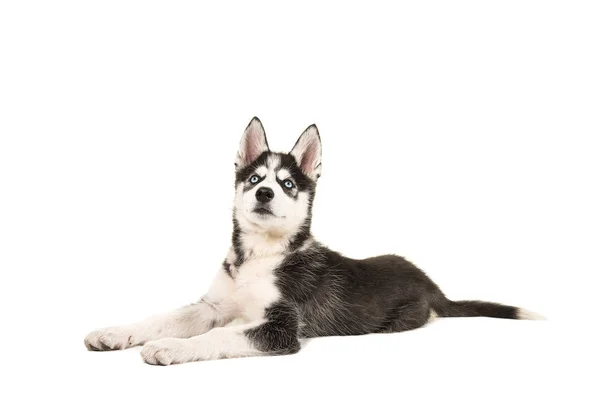 2つの青い目を持つハスキーの子犬が床に横たわって見上げる — ストック写真