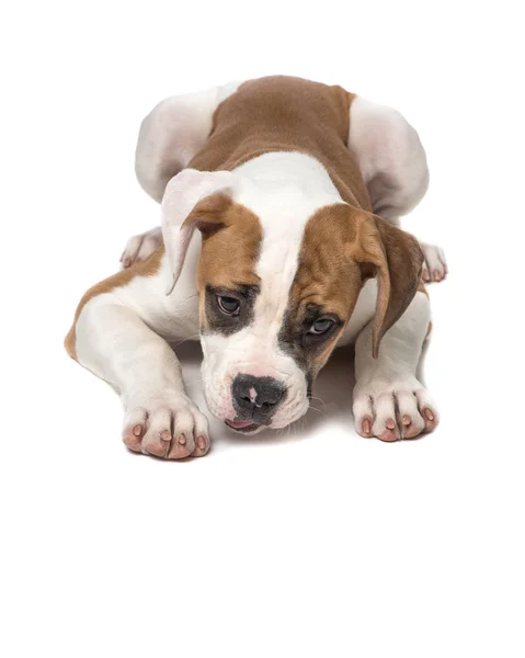Американский щенок-бульдог лежит на полу и смотрит в пол. — стоковое фото