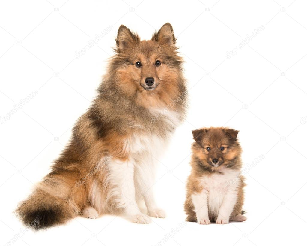 Shetland sheepdog adult and puppy dogs sitting next to each other