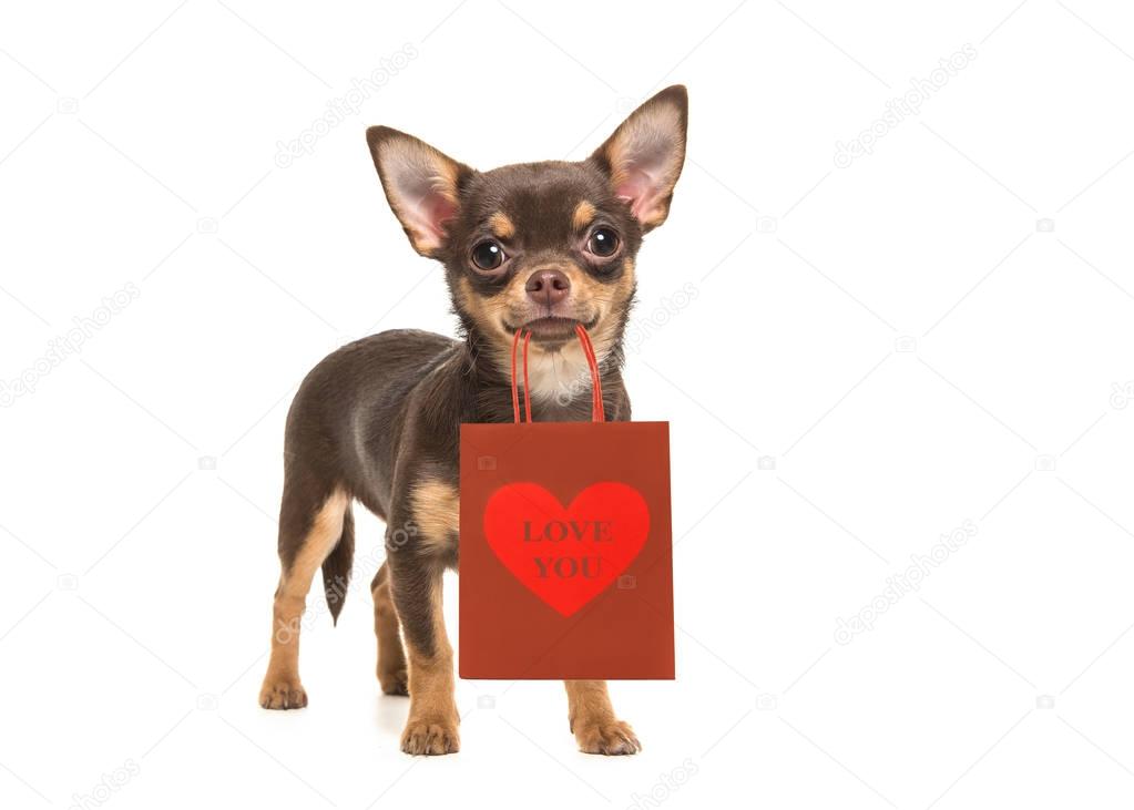 Chihuahua dog holding red gift bag with Love you text