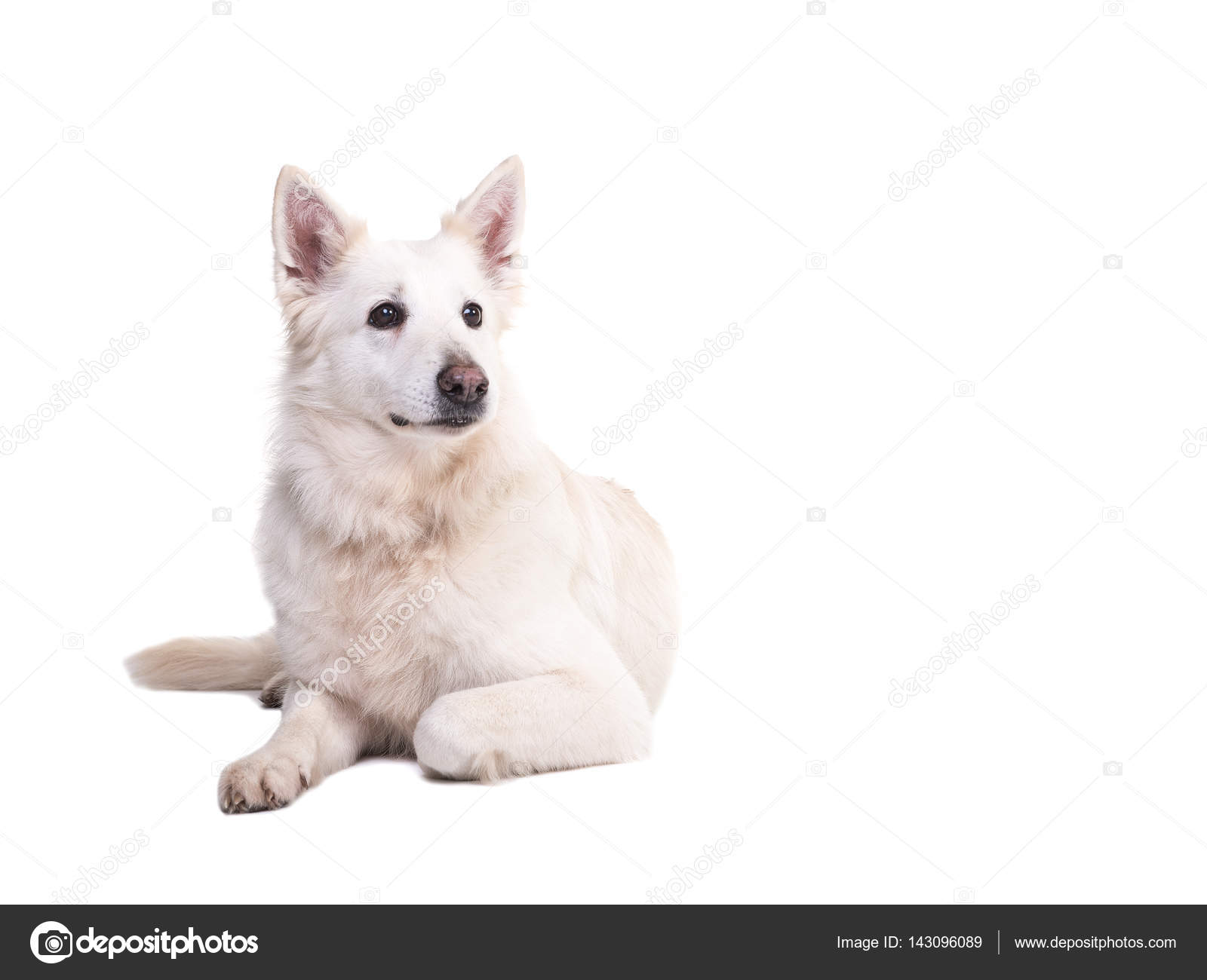 White Swiss Shepherd. Owner feedback White Swiss Shepherd. Owner feedback