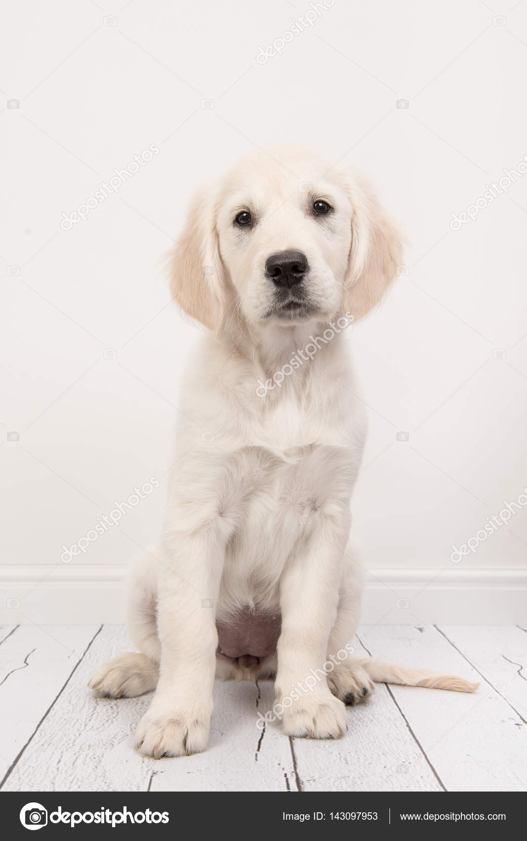 Yavru Beyaz Golden Retriever resimleri Yavru Beyaz Golden Retriever resimleri