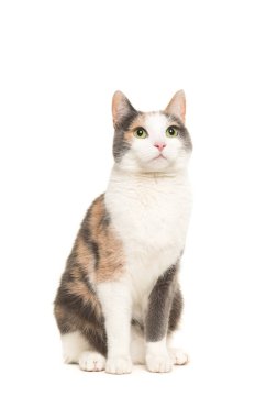 Gri, turuncu ve Beyaz Dişi kedi oturma seyir ön görülen 