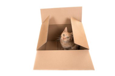 Karton kutuda oturan kırmızı kedi, yüksek açı yla görünen kameraya bakıyor