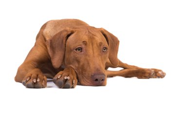 Güzel Rhodesian ridgeback köpek beyaz zeminüzerinde başını aşağı ile yerde yatıyor
