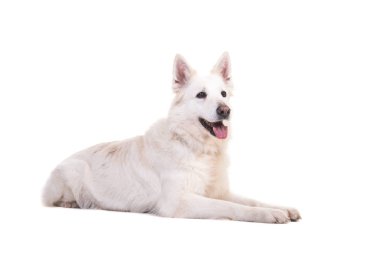 Beyaz swiss çoban köpeği yerde yatarken