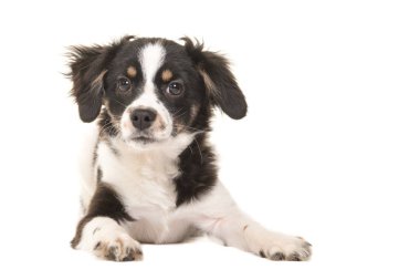 Yalancı karışık doğurmak siyah beyaz köpek yavrusu köpek