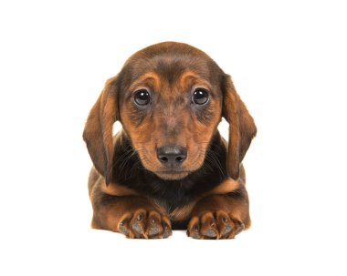 Porsuk-köpek yavru cepheden görülen aşağı yalan 