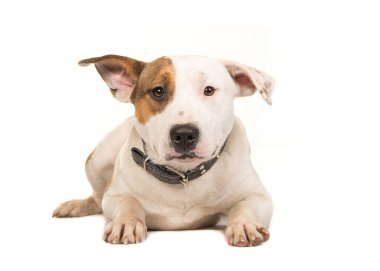 Stafford terrier köpek kameraya bakan katta yatan