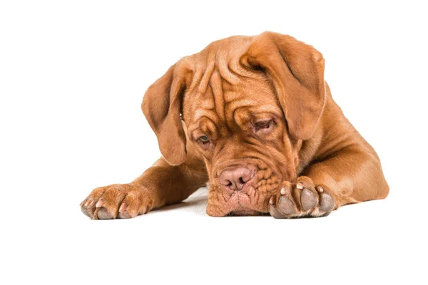 Bordeauxdog liggend op de vloer staren naar de vloer — Stockfoto
