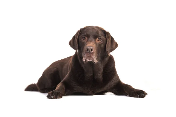 Kıdemli erkek çikolata kahverengi labrador retriever köpek katta yalan — Stok fotoğraf