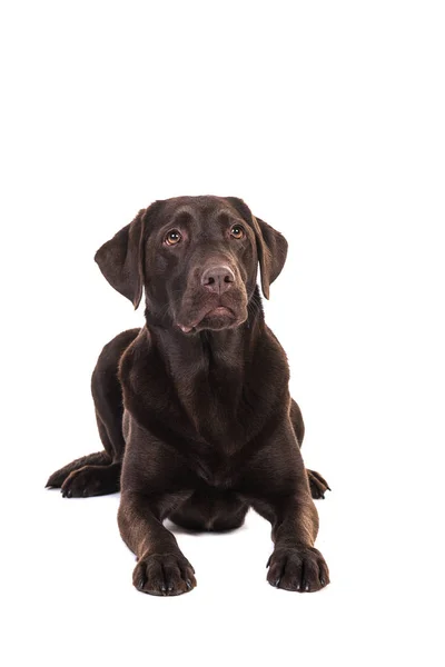 Yerde yatarken kadın çikolata kahverengi labrador retriever köpek — Stok fotoğraf