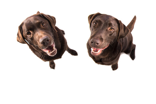 Two labrador retriever sitting seen from above 