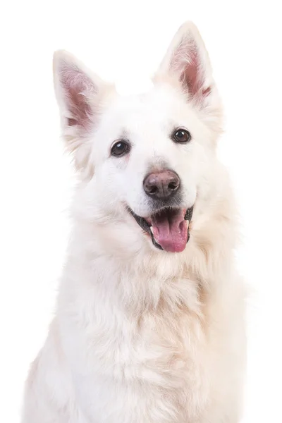 Retrato de cão pastor suíço branco voltado para a câmera — Fotografia de Stock