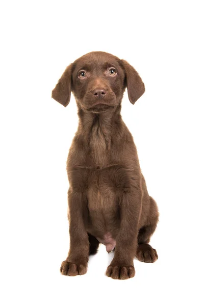 カメラに向かって正面から見たかなり茶色のラブラドールレトリバー子犬 — ストック写真