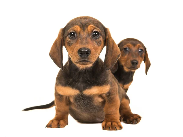 Bonito sentado curto dachshund cachorros — Fotografia de Stock