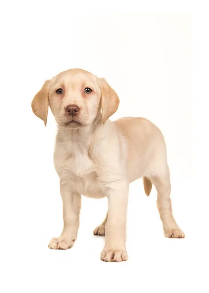 Muito de pé loiro labrador retriever filhote de cachorro de frente para a câmera — Fotografia de Stock