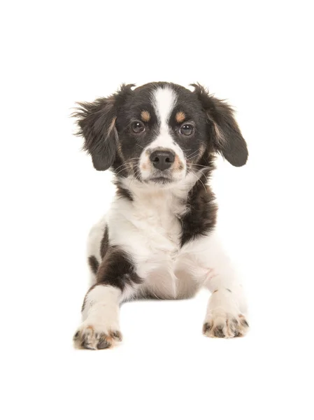 Mentiroso mestizo raza lindo negro y blanco cachorro perro —  Fotos de Stock