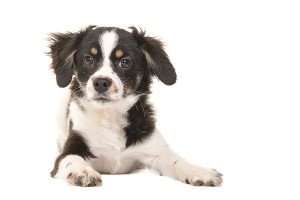 Χαριτωμένο ξαπλωμένο σκύλο μαύρο και άσπρο κουτάβι ημίαιμο — Φωτογραφία Αρχείου