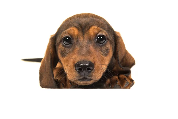 Deitado cachorrinho texugo-cão visto da frente com a cabeça em — Fotografia de Stock