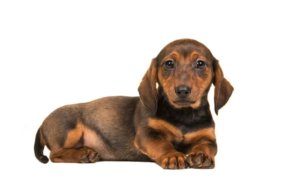 Sdraiato cane-tasso cucciolo visto da un lato con la testa in su — Foto Stock