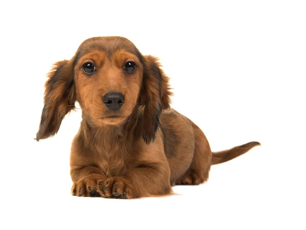 Cucciolo di tasso-cane dai capelli lunghi sdraiato sul pavimento con la testa in su — Foto Stock