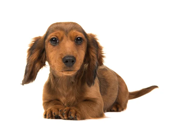 Langharige badger-dog puppy liggend op de vloer met hoofd omhoog — Stockfoto