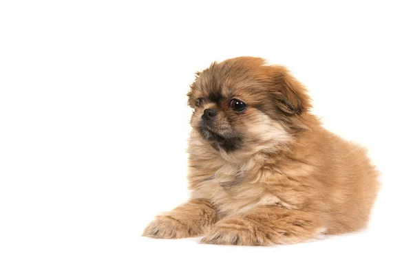 Cute lying on the floor fluffy tibetan spaniel puppy — Stock Photo, Image