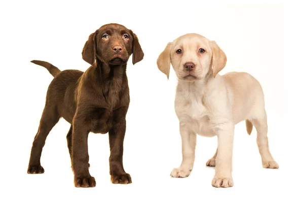 Blond a hnědé Labradorský retrívr štěně stojící — Stock fotografie