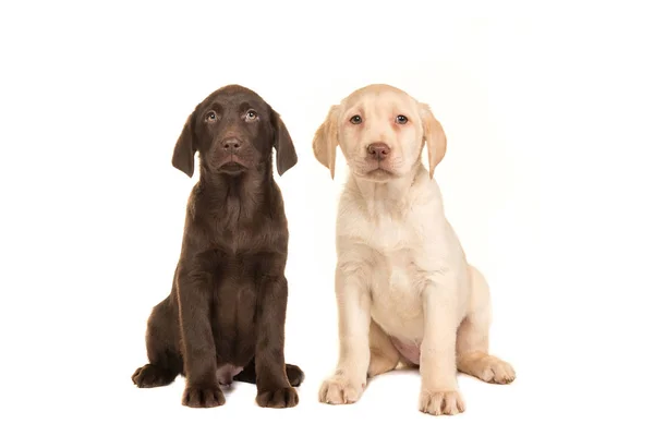 Sedící blond a hnědé Labradorský retrívr štěně — Stock fotografie