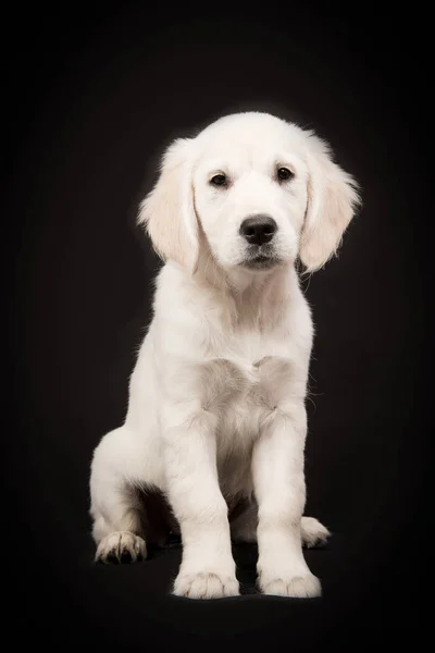 Sitting golden retriever puppy on a black background — Stock Photo, Image
