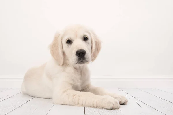 Ładny złoty Retriever leżącego na podłodze w ustawienie biały pokój dzienny — Zdjęcie stockowe