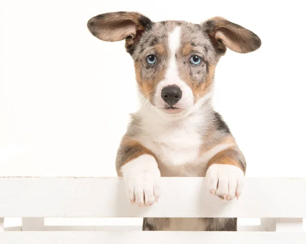 Bonito filhote de cachorro galês corgi pendurado sobre uma caixa branca de frente para a câmera com olhos azuis — Fotografia de Stock