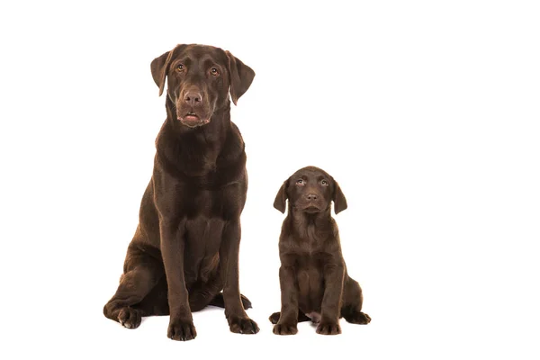 Ženské čokoládové hnědý Labradorský retrívr pes sedící hledá sufemale čokoládové hnědý Labradorský retrívr pes sedí vedle čokoládově hnědé štěně labradora, oba před kamerou — Stock fotografie