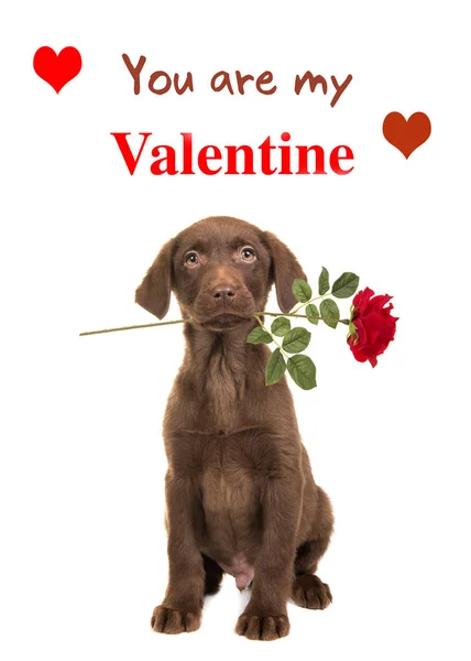 Valentine karty mówiąc: Ci są moje Valentine z posiedzenia brązowy labrador retriever szczeniak przytrzymanie rose czerwony na białym tle — Zdjęcie stockowe