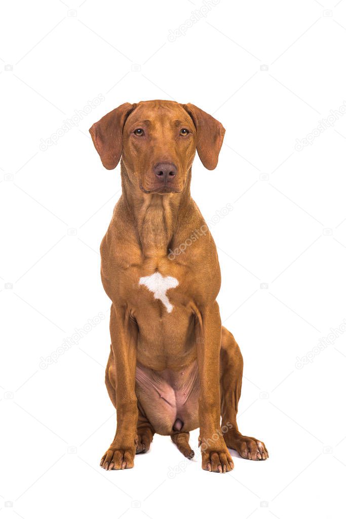 Pretty rhodesian ridgeback dog sitting facing the camera 