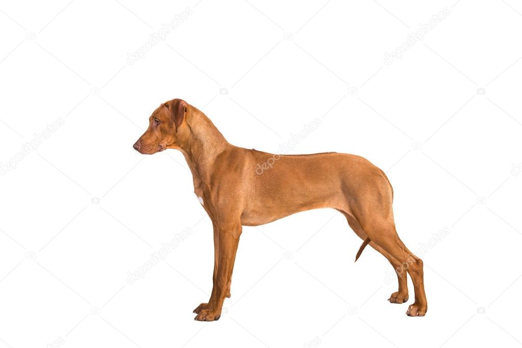 Rhodesian ridgeback dog standing in show position seen from the side