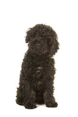 Beyaz bir arka plan üzerinde ön görülen kamera karşı karşıya siyah labradoodle köpek yavrusu oturan