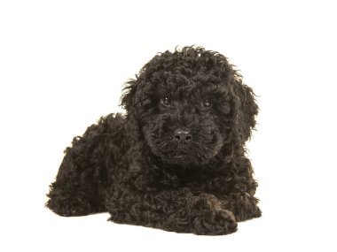 Beyaz bir arka plan üzerinde izole yerde yatarken gördüm kamera karşı karşıya siyah labradoodle köpek yavrusu