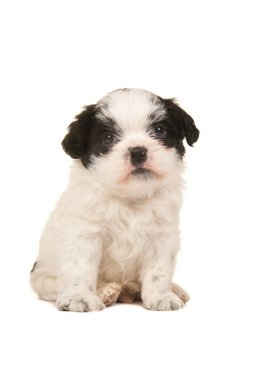 Sevimli siyah ve beyaz beyaz bir arka plan üzerinde izole kamera karşı karşıya ön görülen boomer köpek yavrusu oturan
