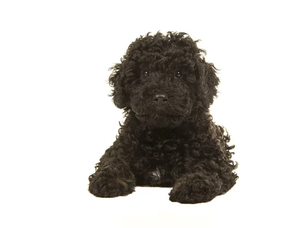Black labradoodle puppy facing the camera seen lying on the floor seen from the front isolated on a white background — Stock Photo, Image