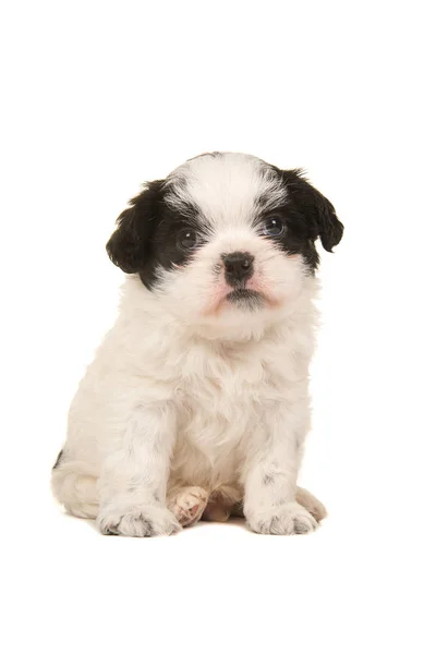Carino in bianco e nero seduto cucciolo boomer visto dalla parte anteriore rivolta verso la fotocamera isolata su uno sfondo bianco — Foto Stock